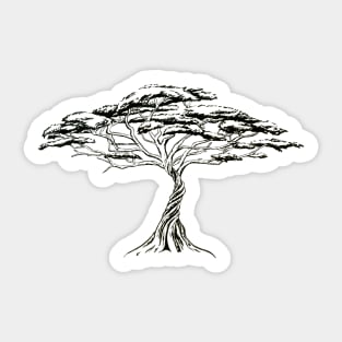 Whistling Thorn , Zen Bonsai African Tree Black and White Illustration Sticker